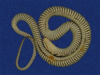 草花蛇藏品圖，第8張